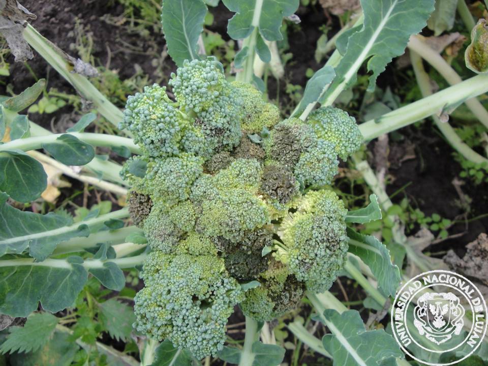 BRÓCOLI Patología Vegetal